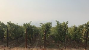 Little Winegrape Loss from California Wildfires