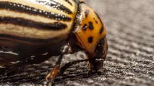 Potato Pest Management Isn’t Likely to Get Any Easier