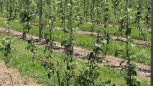 What You Need to Know About Multileader Systems for Apple Trees