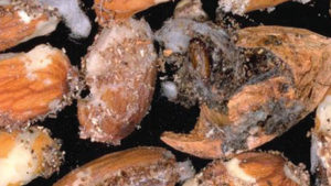 Best Practices for Almond and Walnut Harvest Sample Evaluations