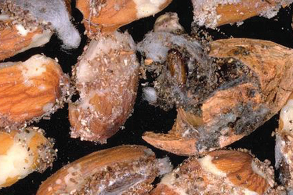 Navel-orangeworm-kernel-damage-in-almond