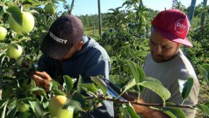 Penn State Extension Offers Horticulture Training for Spanish Speakers
