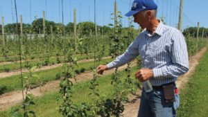 Apple Growers Moving to Multileaders