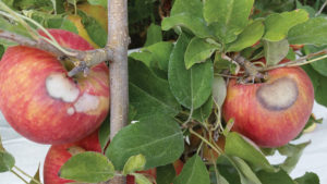 Washington Growers Seeing the Effects of Sunburn