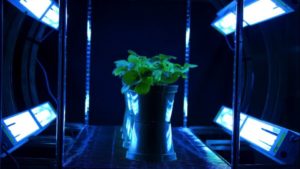 How UV-C Irradiation Can Help Save Strawberries