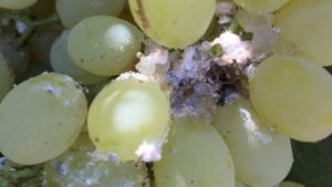 Grape Advice: Keeping Vine Mealybug and Leafroll at Bay