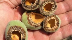 Vole Presence High in Nut Orchards Thanks to Wet Winter