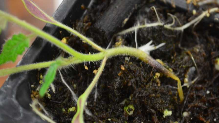 Is It Damping-Off That’s Keeping Your Vegetable Crops Down?