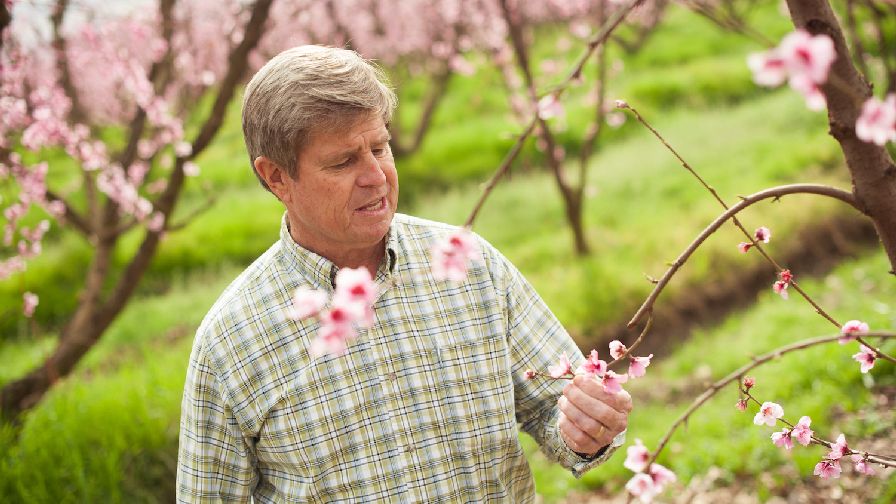 Stone Fruit Producer Named Organic Grower of the Year