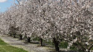 Almond Board Election Underway