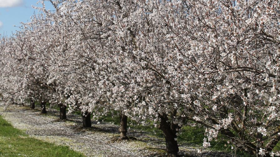 Almond Board Election Underway