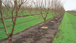 New Liquid Potassium Nitrate Solution for Specialty Crops