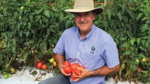 Key Factors Reshaping the World of Tomato Breeding Now