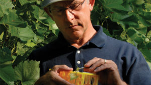Program Uses Genetics to Bolster Grape Breeding