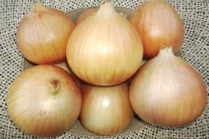 Claudius from Rispens Seeds, Inc.
