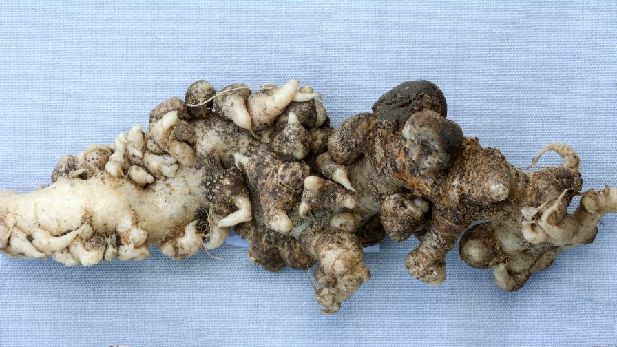 Plant Disease Research Can Learn a Lot from Medicine