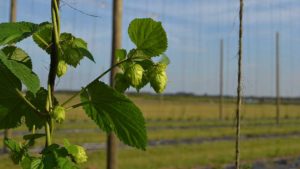 USDA to Investigate Vernalization in Florida-Grown Hops