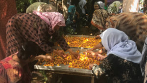 Apricot Research Aids Asian Export Market