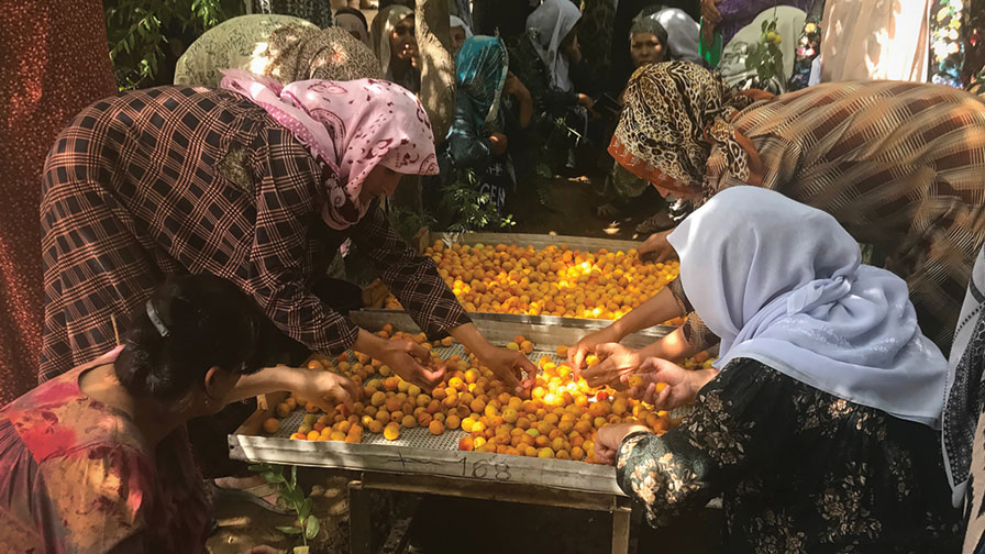 Apricot Research Aids Asian Export Market