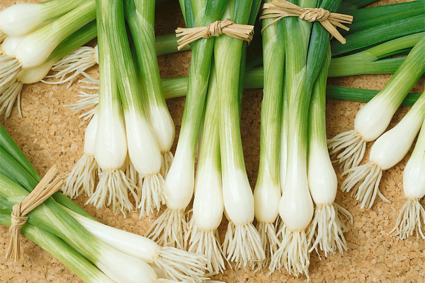 Onion Bunching Warrior from Seeds by Design