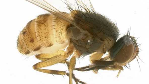 Send out the Swat Team for Pepper Fruit Flies