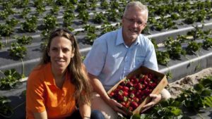 Tech Tool Saving Strawberry Growers from Being in the Red