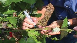 Could This Biological Control Help Save the Wine Industry?