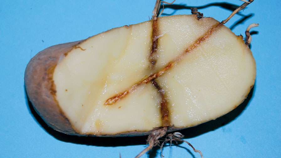 Potato-pierced-by-yellow-nutsedge