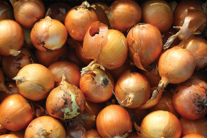 Saddleback from Seminis