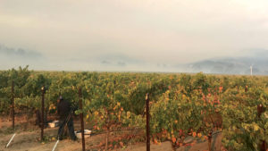 Advice on Smoke Taint Solutions for Grape Growers
