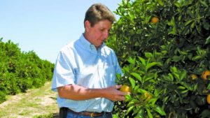 Florida Citrus Tree Rehab in Full Swing After the Storm