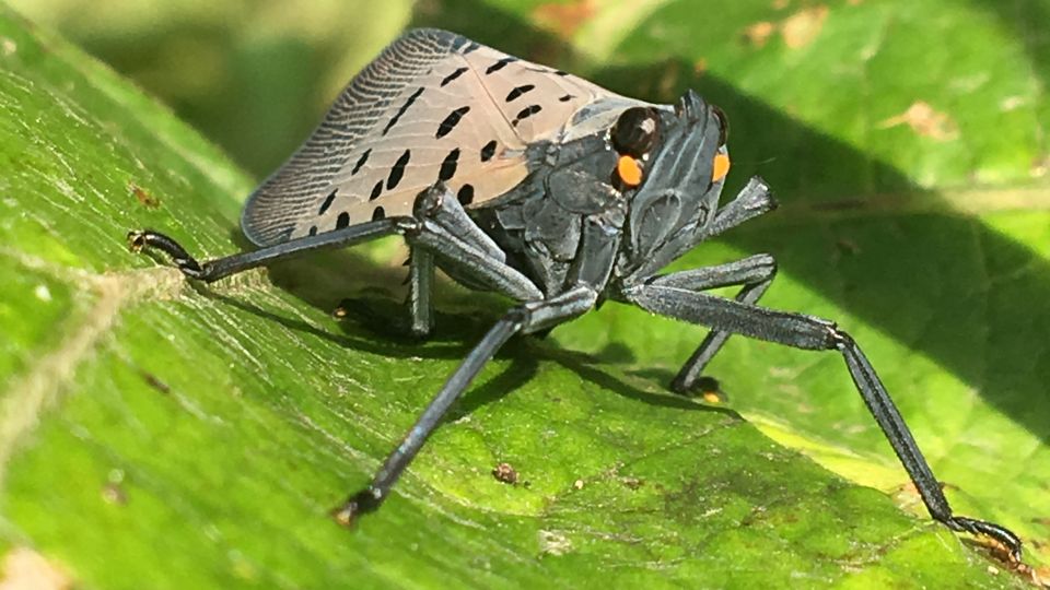 First Genome of Spotted Lanternfly Built From a Single Insect