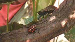 Pest Management Recommendations for Spotted Lanternfly