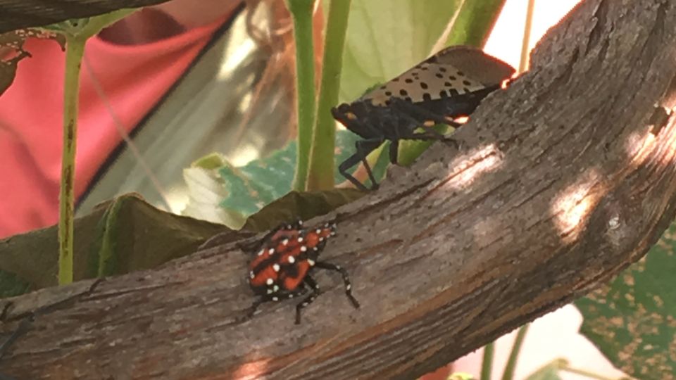 Pest Management Recommendations for Spotted Lanternfly