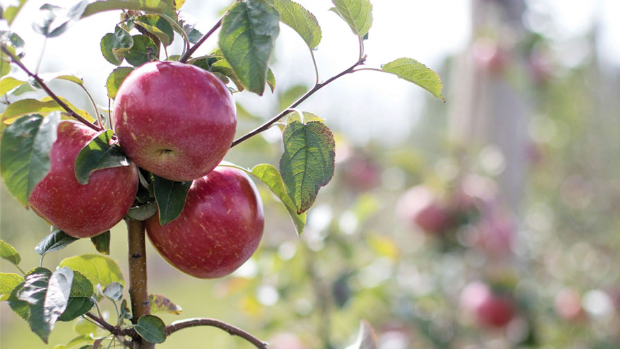 Want Apple Trees That ‘Weep’? Gene Variation Found That Could Improve Orchards