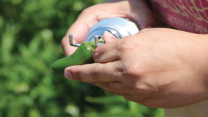 Plant Breeding Is a Key Part of Precision Agriculture’s Future [Opinion]