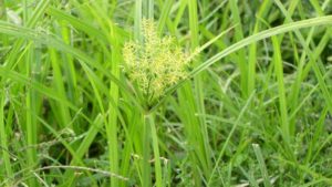 Field Scouting Guide: Yellow Nutsedge