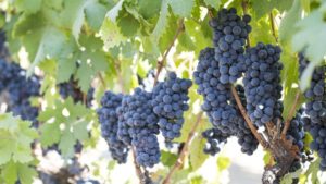 California Has a Big Crush on Red Wine