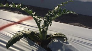 Artichoke Alternative