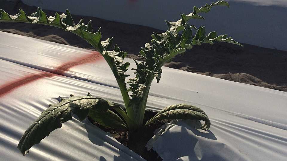 Artichoke Alternative