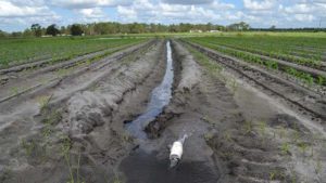 Sustainable Farming Projects in Florida to Share the Wealth