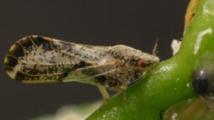 Fungal Pathogen Might Be Worst Nightmare for Asian Citrus Psyllid
