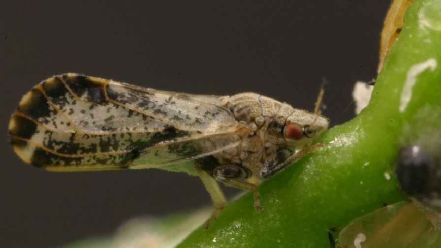 For First Time, California is No. 1 in Citrus