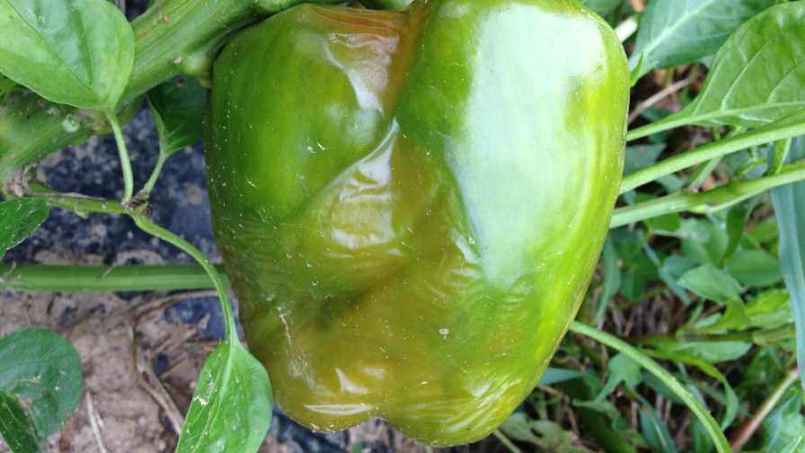 Take a Hard Line Against Bacterial Soft Rot of Pepper