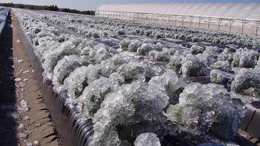 Winter Time Woes: Frost And Freeze Protection Options For Farmers