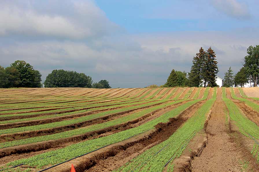Straight from the Field: Vegetable Production Trends in the Midwest