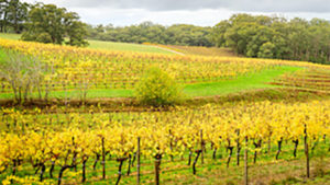 What You Need to Know about Organic Grape Production