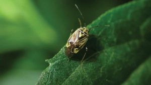 Field Scouting Guide: Lygus Bug