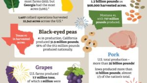 Grapes, Greens Top New Year’s Foods