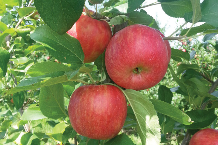 Premier™ Honeycrisp